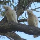 Image of Cacatua sanguinea westralensis (Mathews 1917)