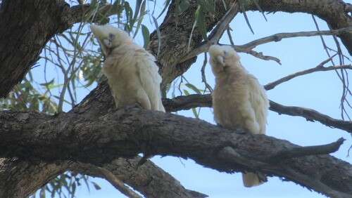 Image of Cacatua sanguinea westralensis (Mathews 1917)