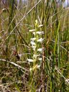 صورة Spiranthes diluvialis Sheviak