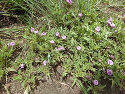 Image of Ipomoea oenotherae (Vatke) Hall. fil.