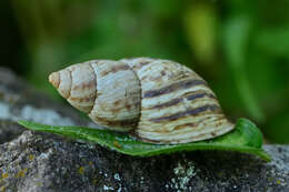 Image of Drymaeus sulcosus (L. Pfeiffer 1841)