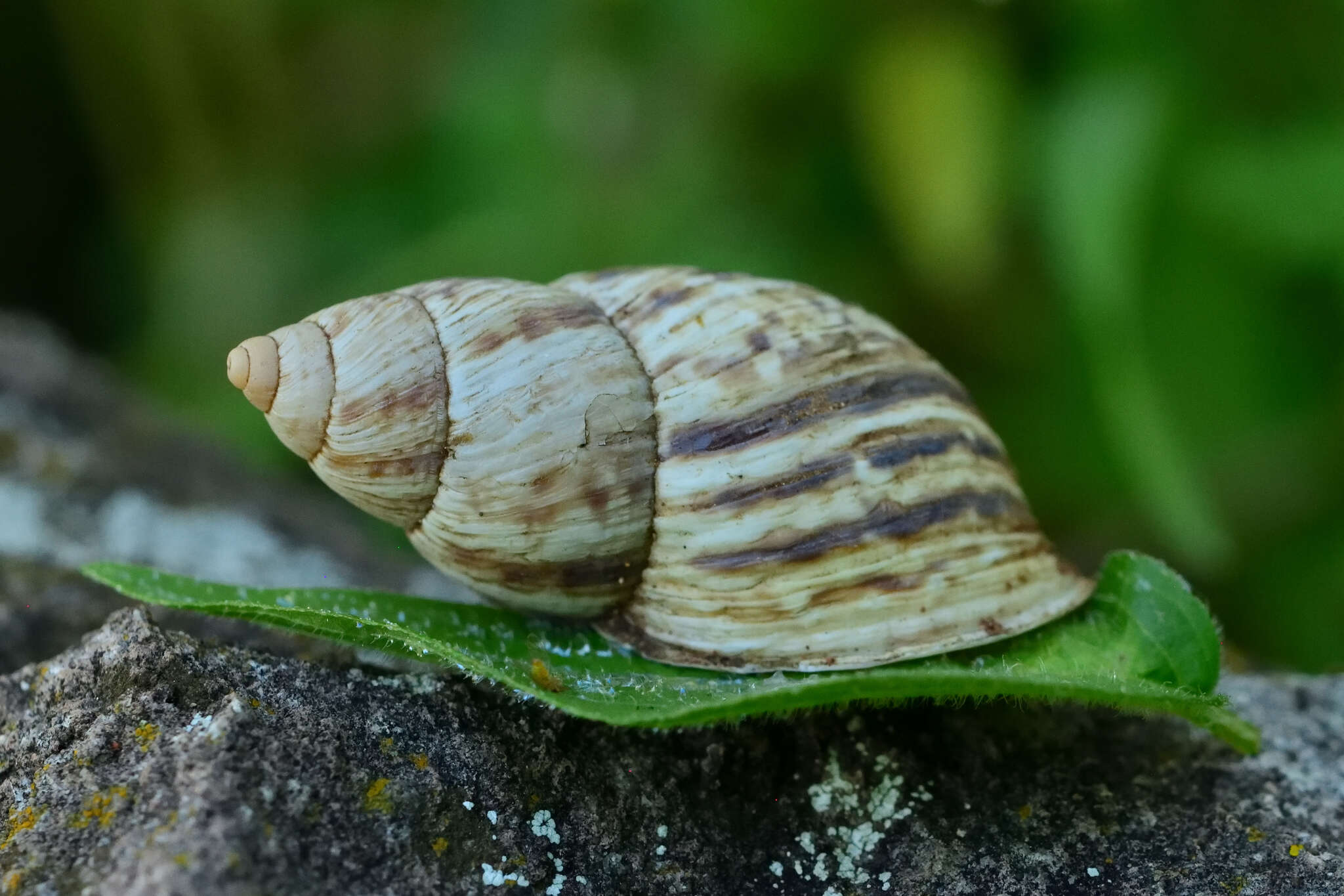 Image of Drymaeus sulcosus (L. Pfeiffer 1841)