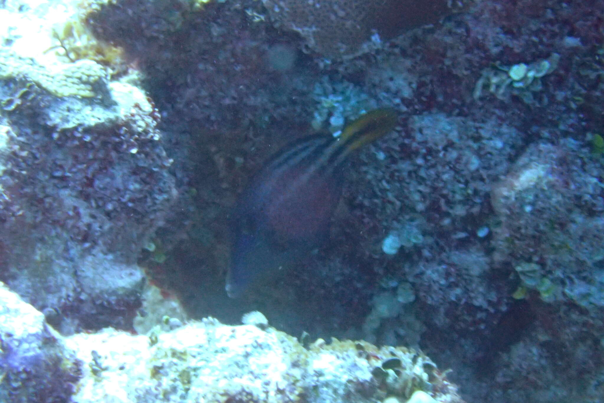 Image of Orangespotted Filefish