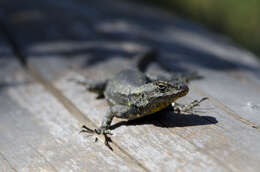 Image of Anahuacan Bunchgrass Lizard