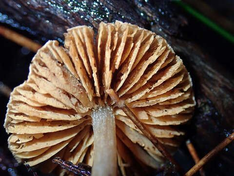 Image of Cortinarius waiporianus Soop 2013