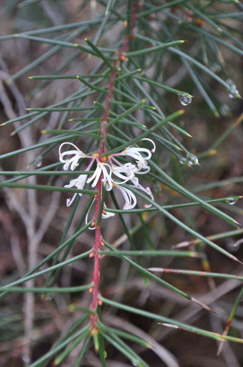 Imagem de Hakea decurrens R. Br.