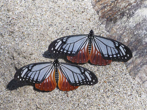 Image of <i>Papilio agestor</i>