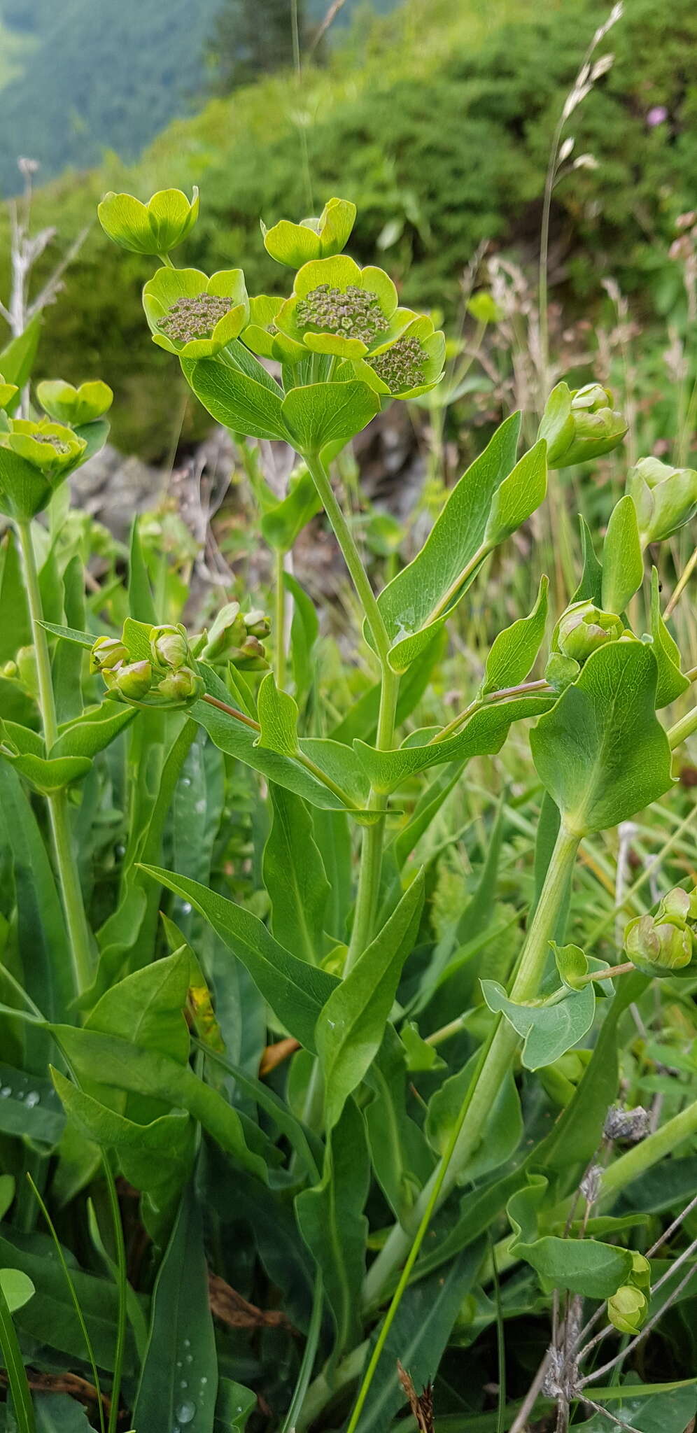 Bupleurum angulosum L. resmi