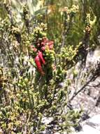 Image of <i>Erica monadelphia</i>