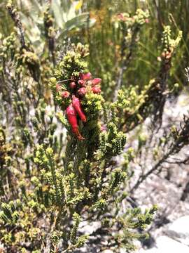 Image of <i>Erica monadelphia</i>