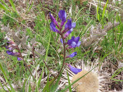 Image of Sainfoin vetch