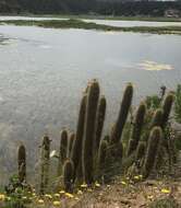 Trichocereus chiloensis subsp. litoralis resmi