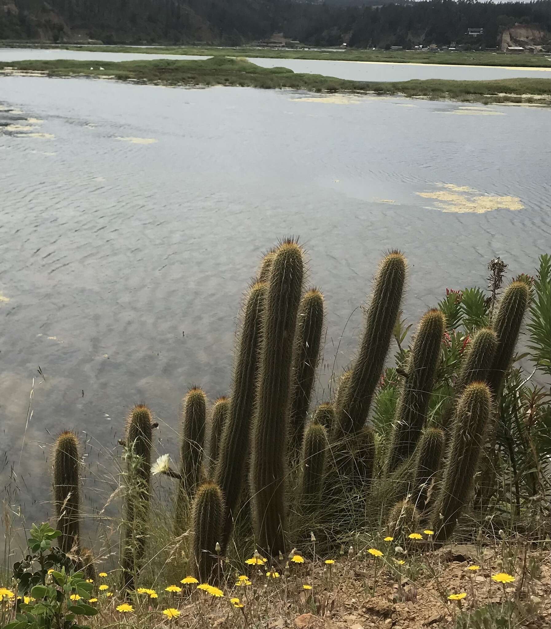 Trichocereus chiloensis subsp. litoralis resmi