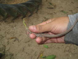 Image of Cnemidophorus gramivagus Mccrystal & Dixon 1987