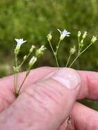 صورة Mononeuria muscorum (Fassett) Dillenb. & Kadereit