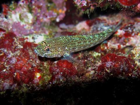 Image of Sarato's Goby