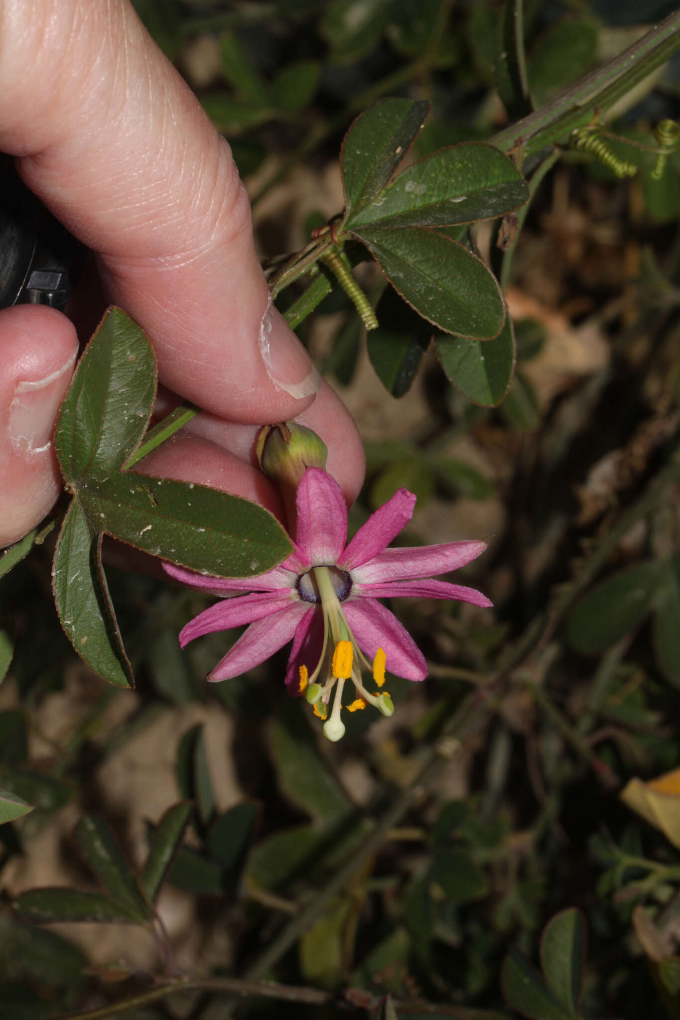 Image of Passiflora gracilens (A. Gray) Harms