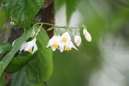 Image of Styrax glabrescens Benth.