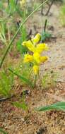 Image of Lachenalia mathewsii W. F. Barker