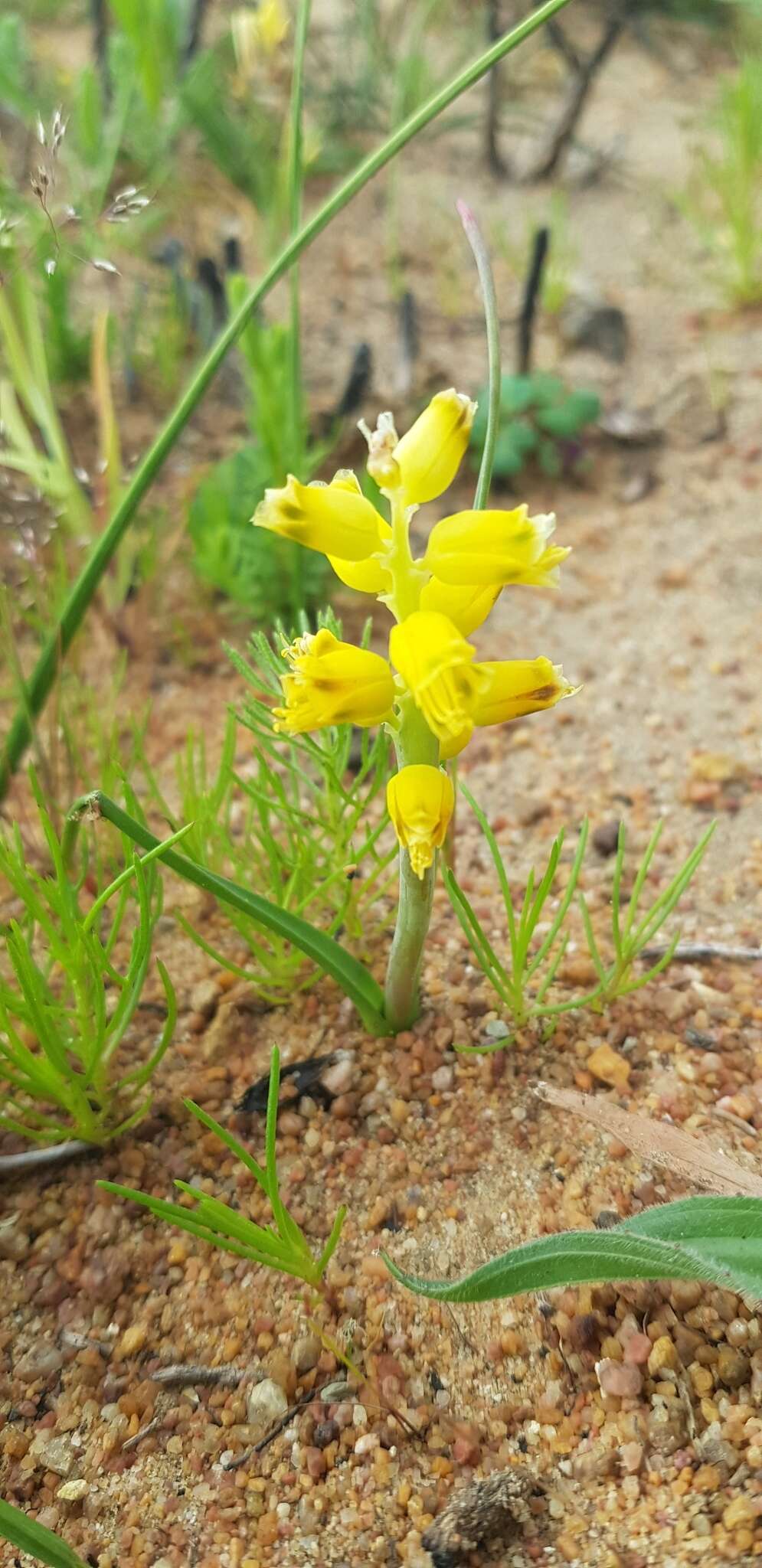 Image of Lachenalia mathewsii W. F. Barker