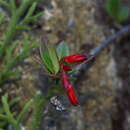 Image of Agapetes hosseana Diels