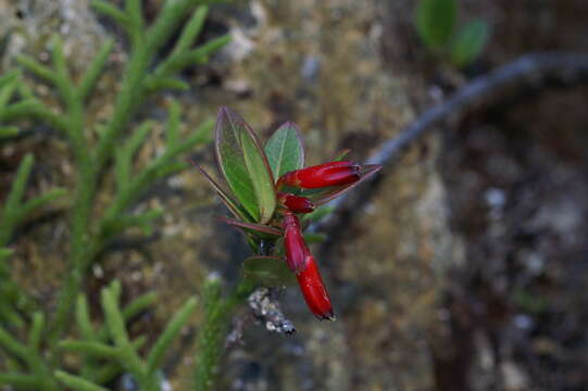 Image of Agapetes hosseana Diels