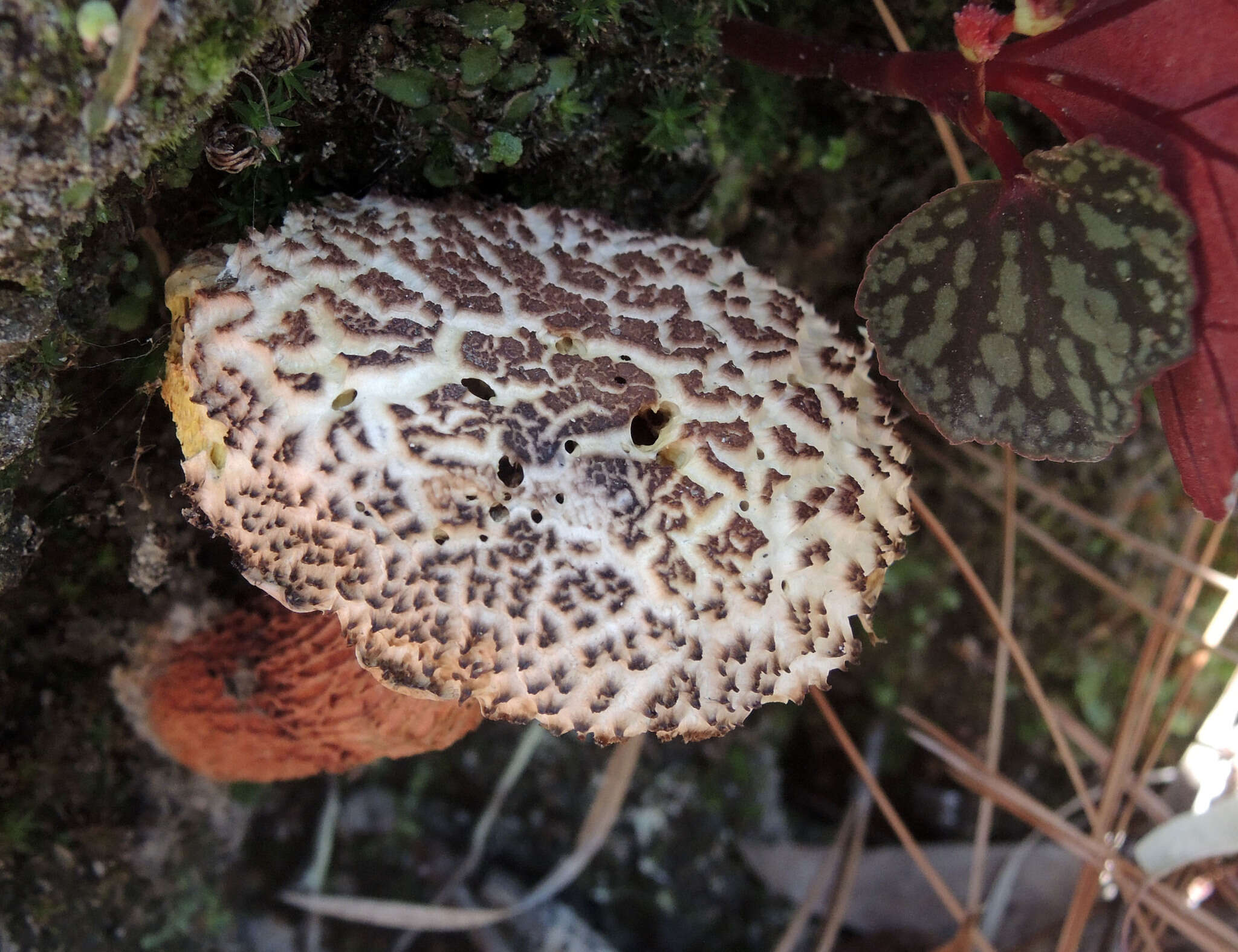 Sivun Aureoboletus russellii (Frost) G. Wu & Zhu L. Yang 2016 kuva