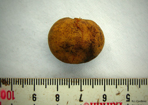 Image of <i>Drypetes gerrardii</i> Hutch.