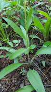 Image of sanguine purple coneflower