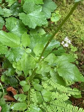 Image of Scouler's Valerian