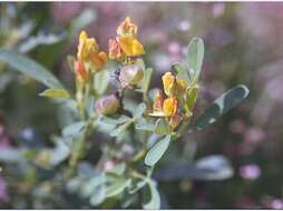 Crotalaria goreensis Guill. & Perr. resmi