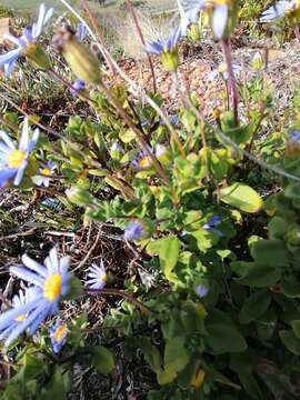 Image of Blue aster