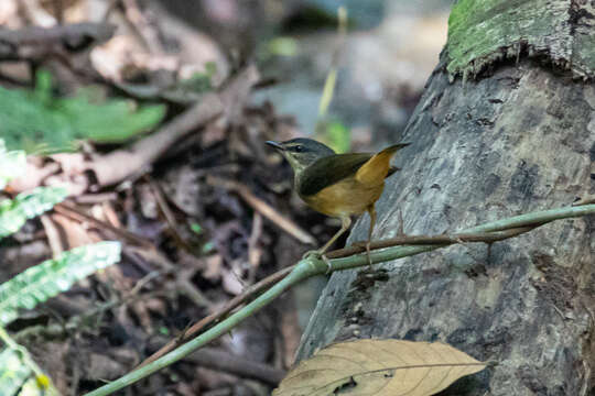 Image of Buff-rumped Warbler