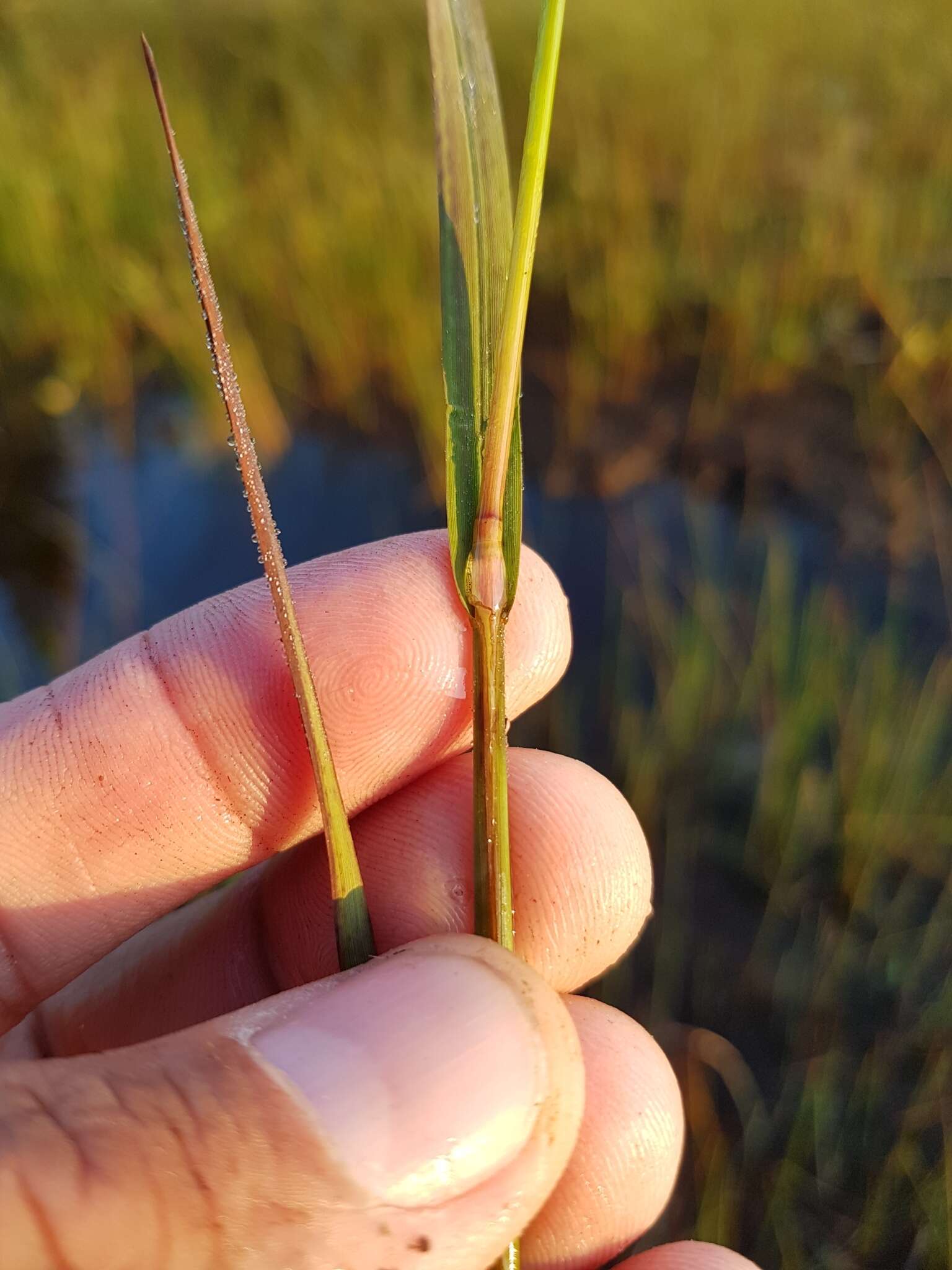 Image of Northern manna grass