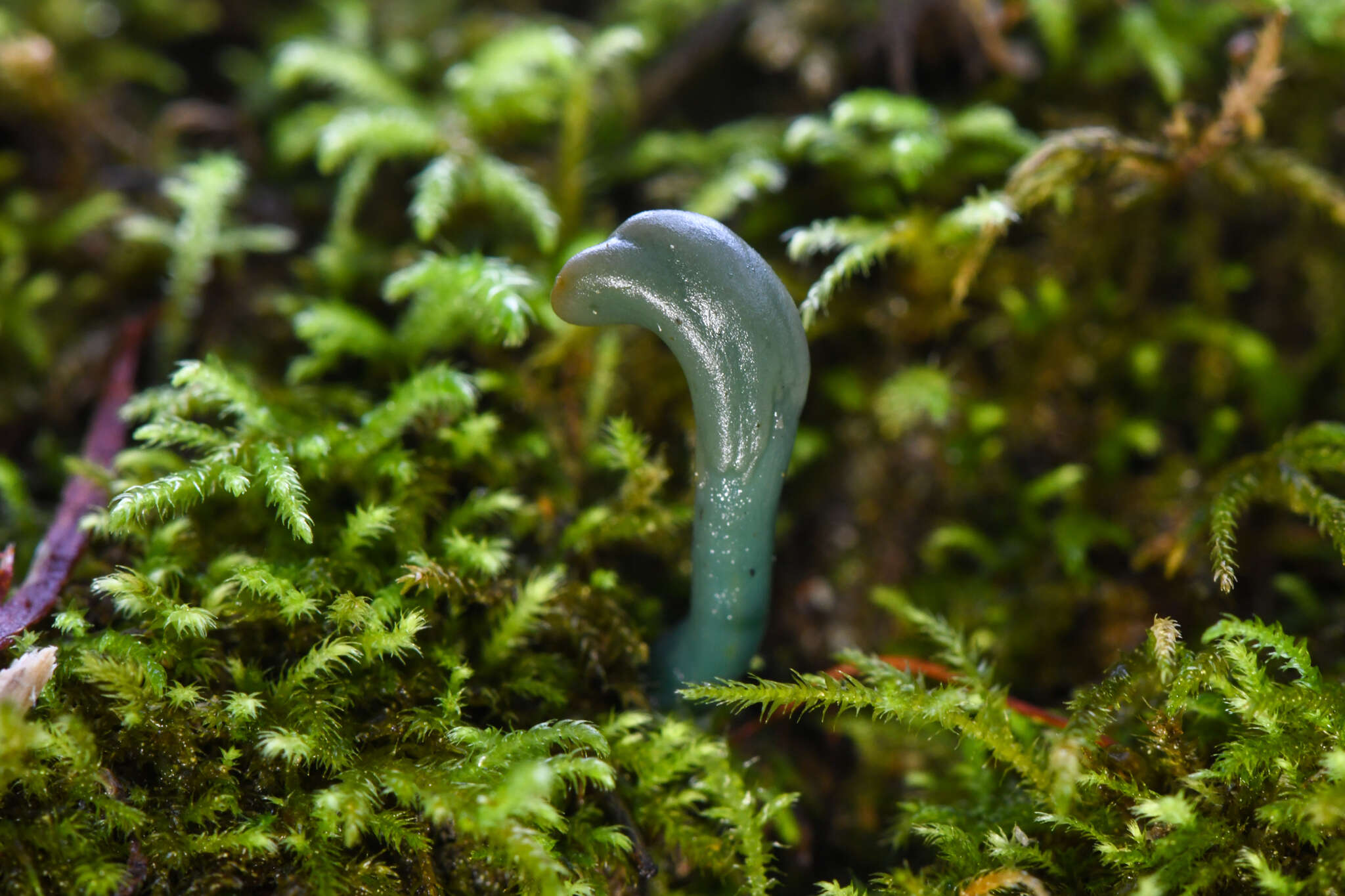 Слика од Microglossum