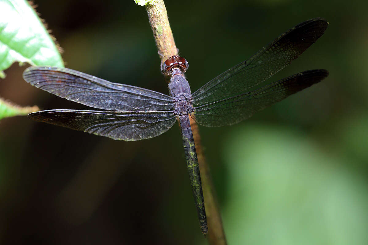 Image of Uracis fastigiata (Burmeister 1839)