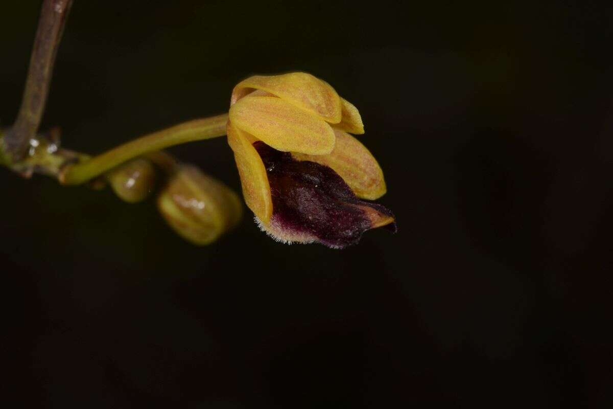 Image of Cottonia peduncularis (Lindl.) Rchb. fil.