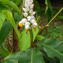 Alpinia platychilus K. Schum.的圖片