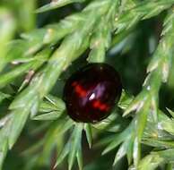 Image of heather ladybird