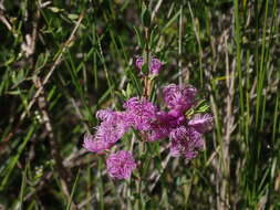 Image of thymeleaf melaleuca