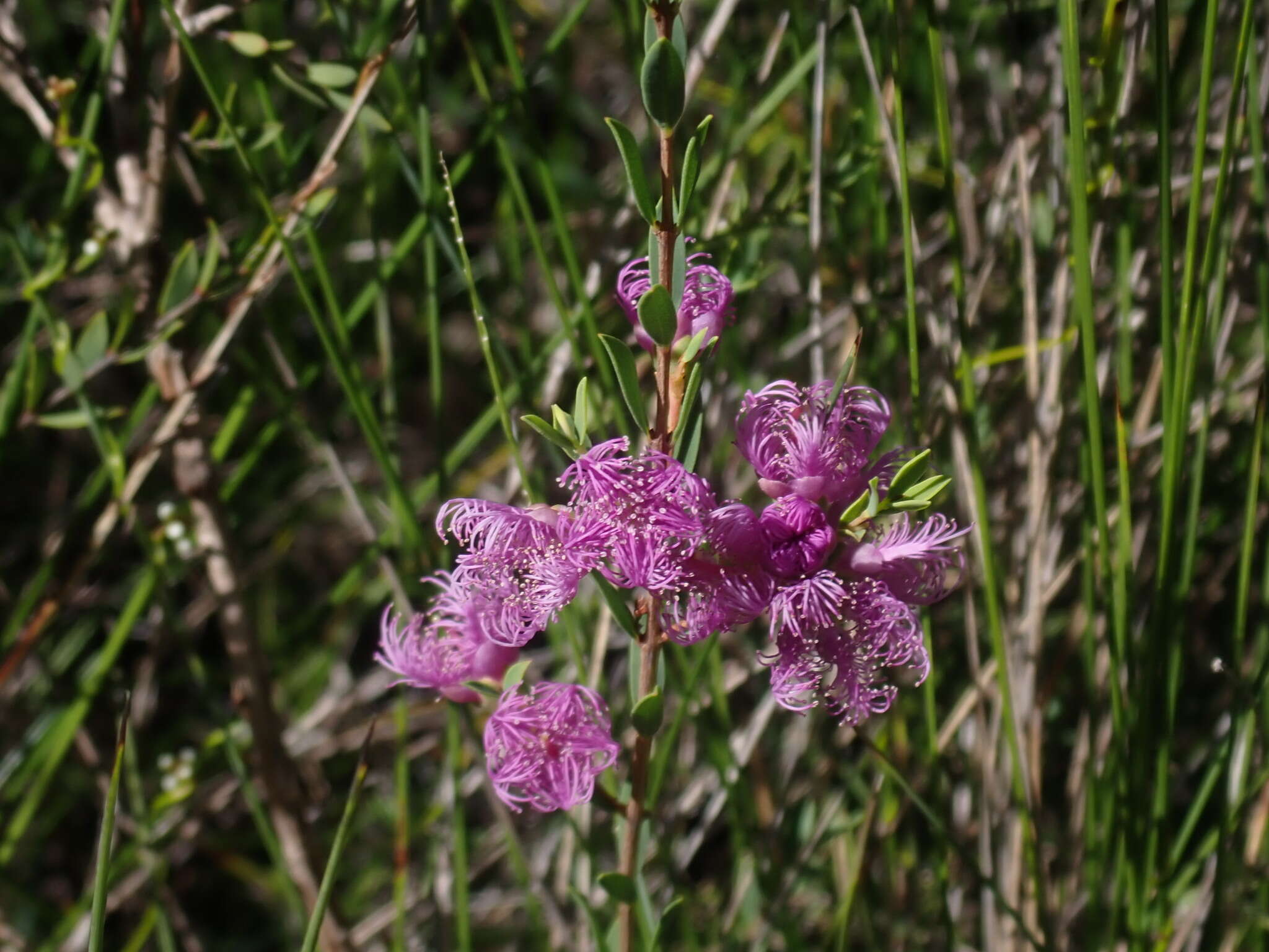 Image of thymeleaf melaleuca