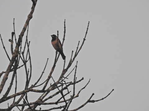 Image of Black-throated Munia