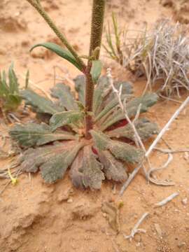 Image of coral gilia