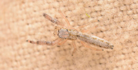 Image of Pike Slender Jumper