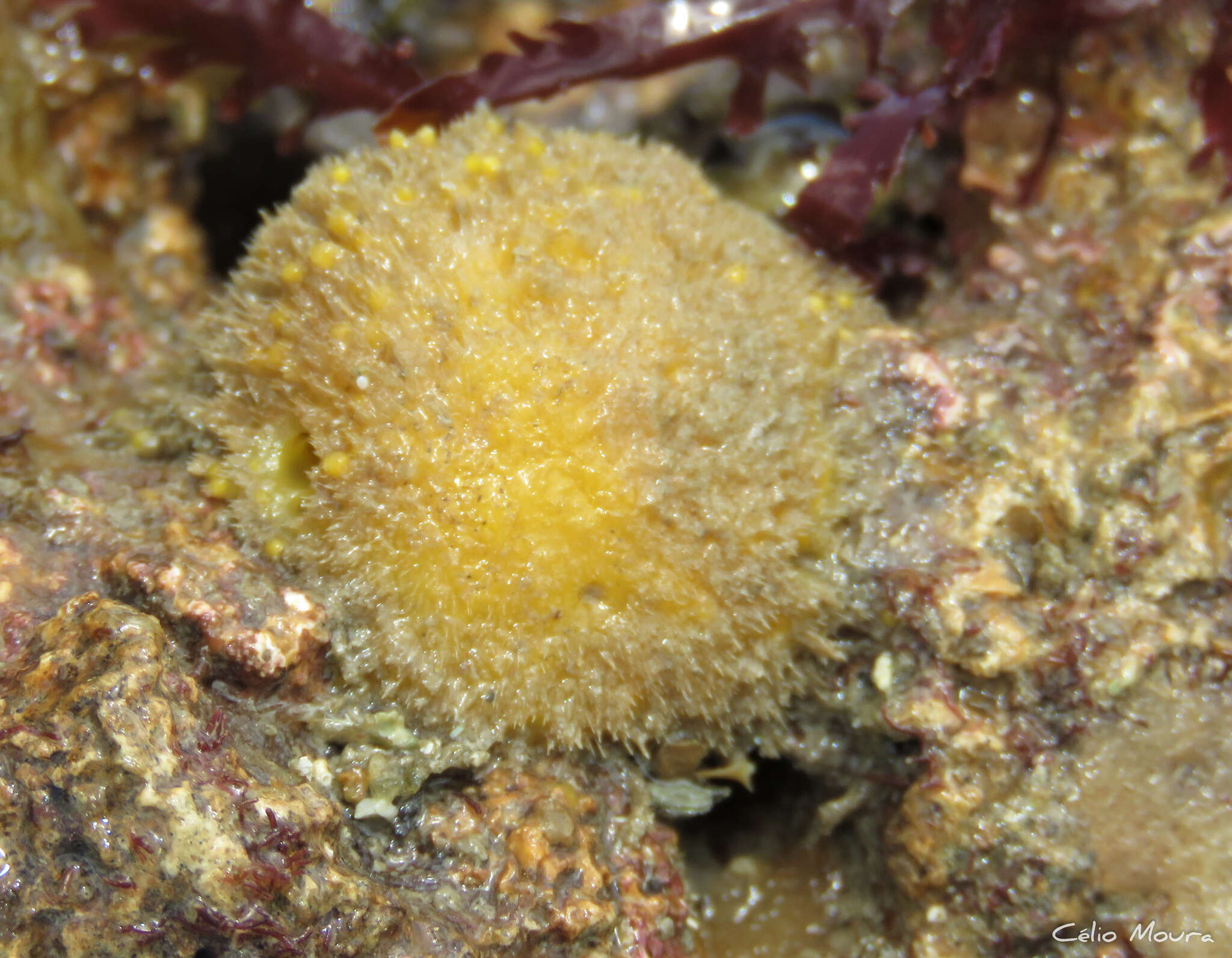 Image of orange ball sponge