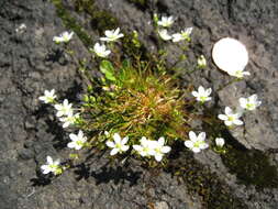 Image of knotted pearlwort