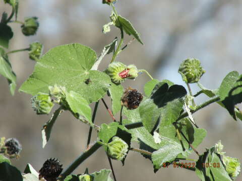 Image de Abutilon hulseanum (Torr. & Gray) Torr. ex A. Gray