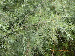 Image of narrowleaf willow