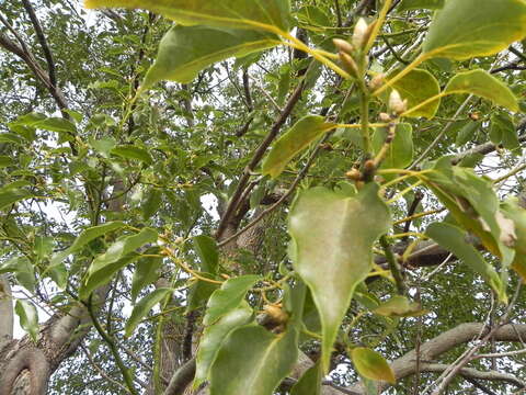 Image of Camphor laurel