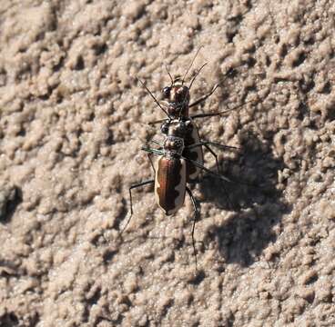 Sivun Eunota circumpicta johnsonii (Fitch 1857) kuva